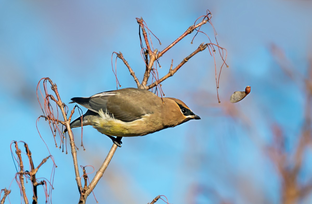 ヒメレンジャク - ML646716565