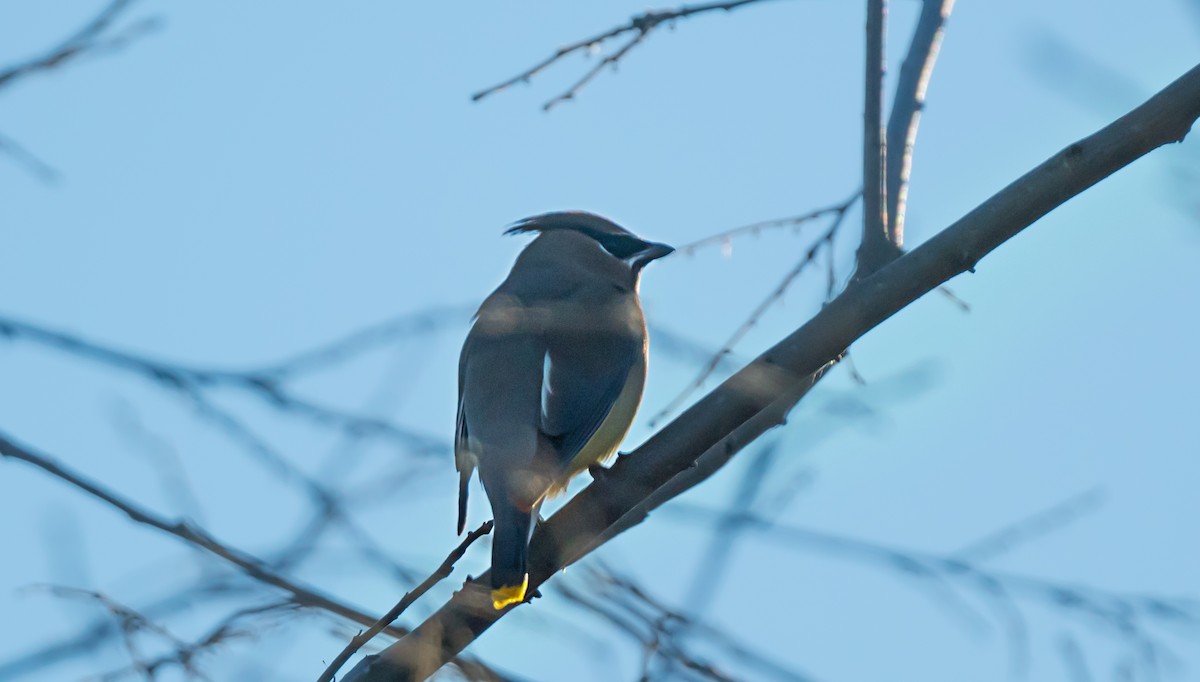 ヒメレンジャク - ML646716567