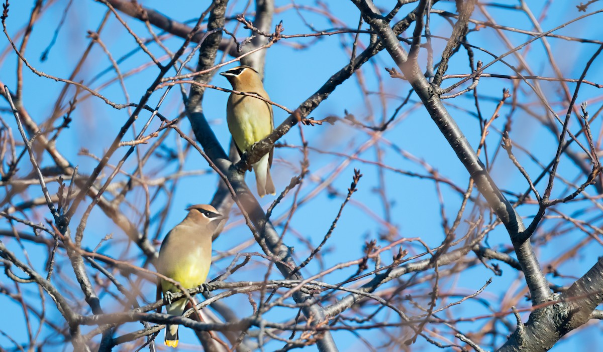 ヒメレンジャク - ML646716568