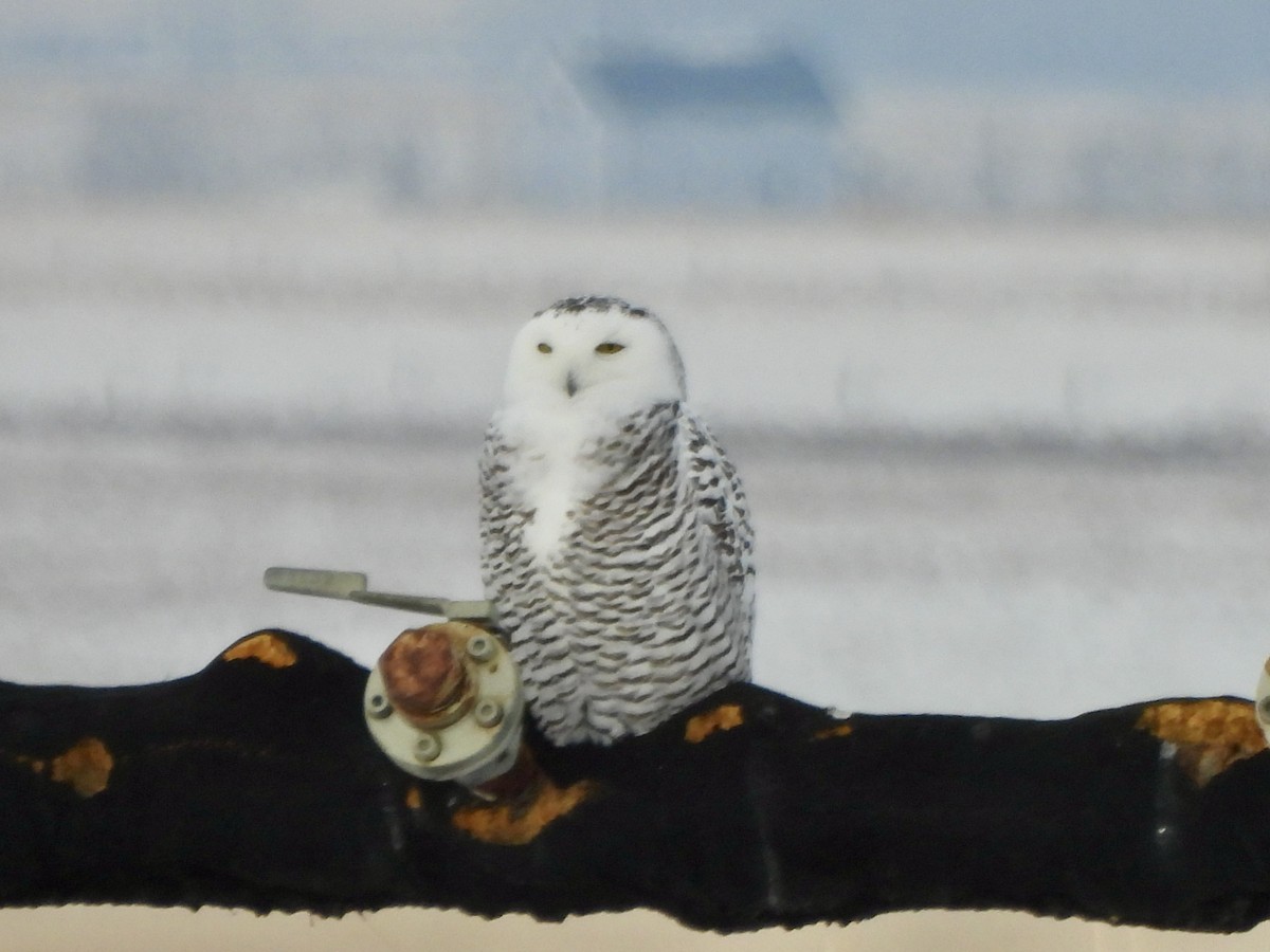Snowy Owl - ML646716569