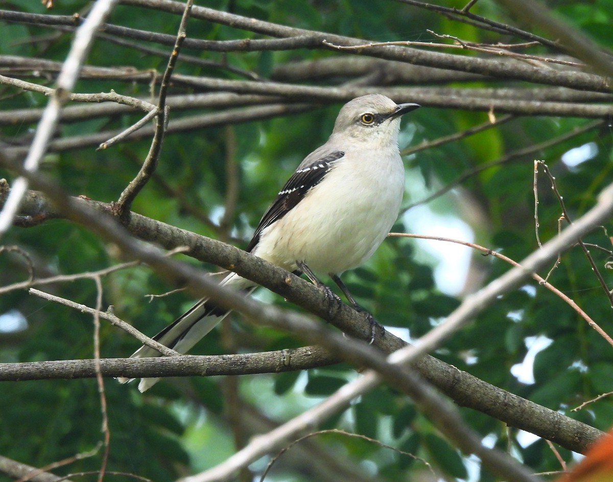 Tropical Mockingbird - ML646716570