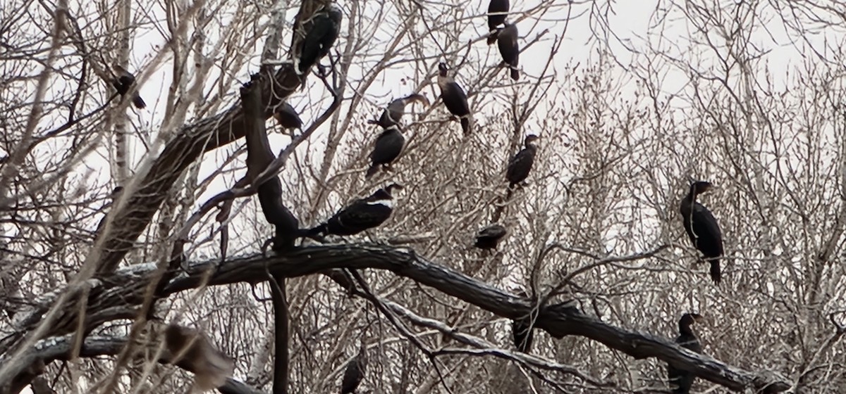 Osprey - ML646716571