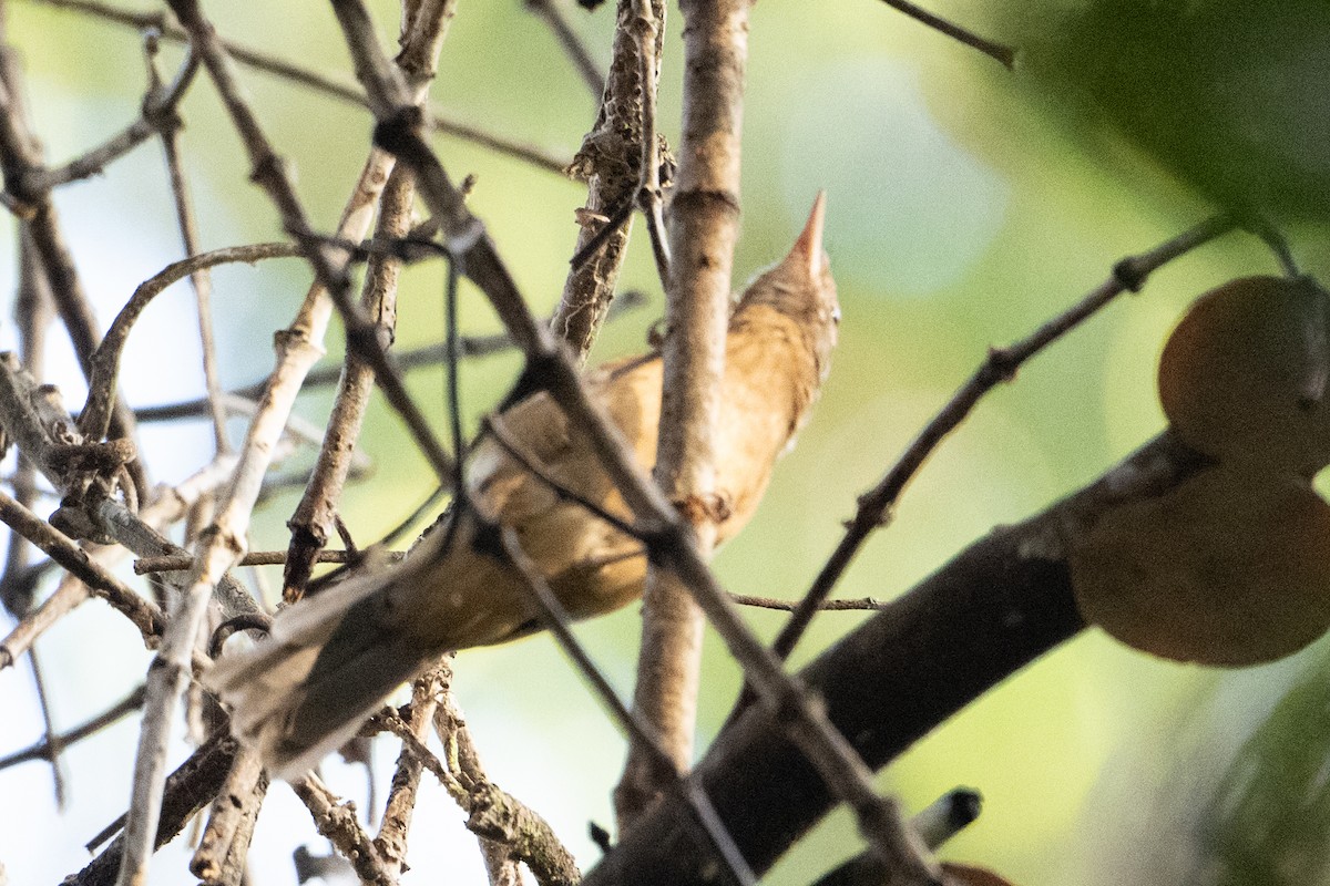 Little Shrikethrush (Arafura) - ML646716572