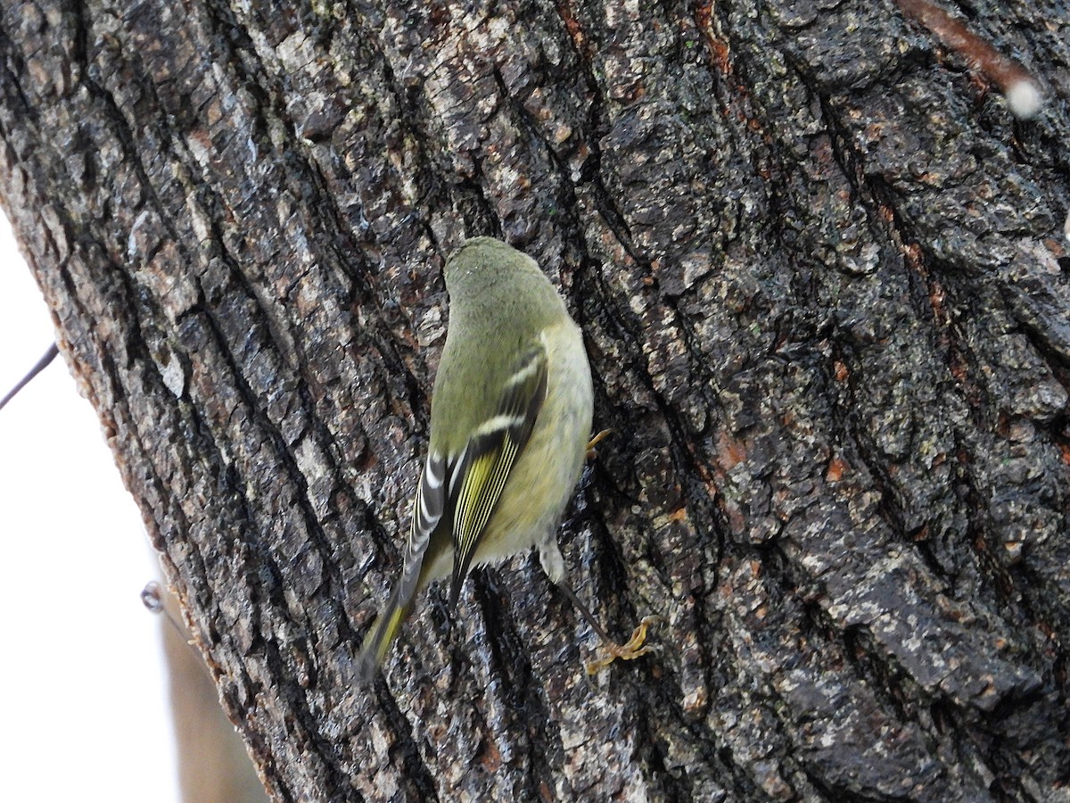 מלכילון אמריקני - ML646716573