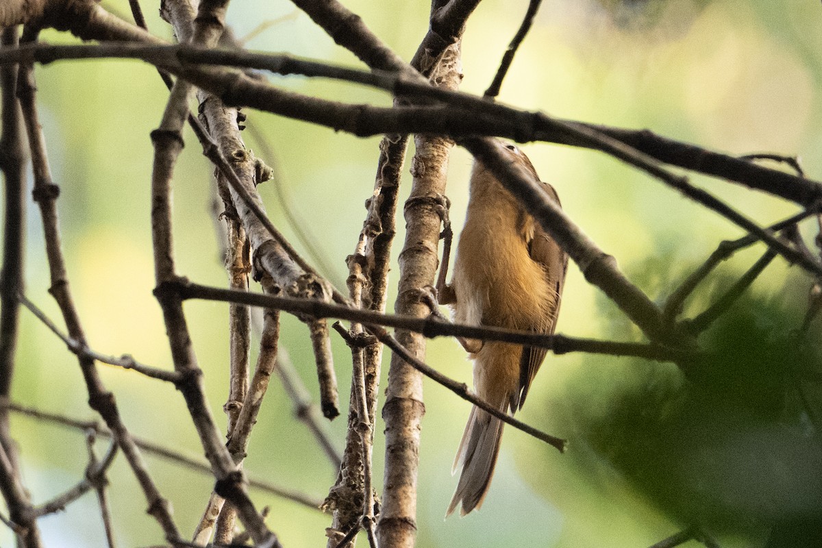 Little Shrikethrush (Arafura) - ML646716574