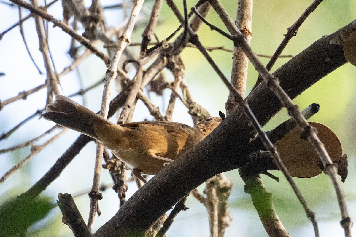 Little Shrikethrush (Arafura) - ML646716575