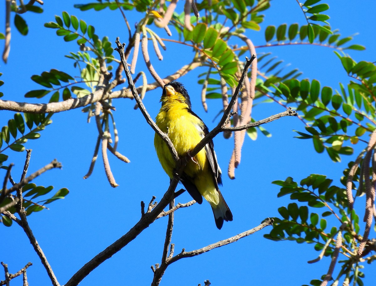 Lesser Goldfinch - ML646716577