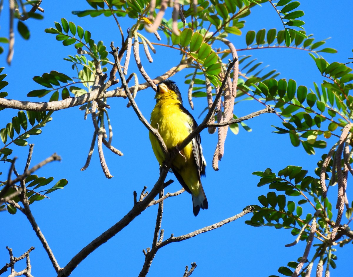 Lesser Goldfinch - ML646716579