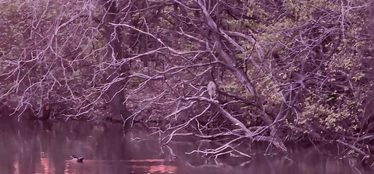 Black-crowned Night Heron - ML646716583
