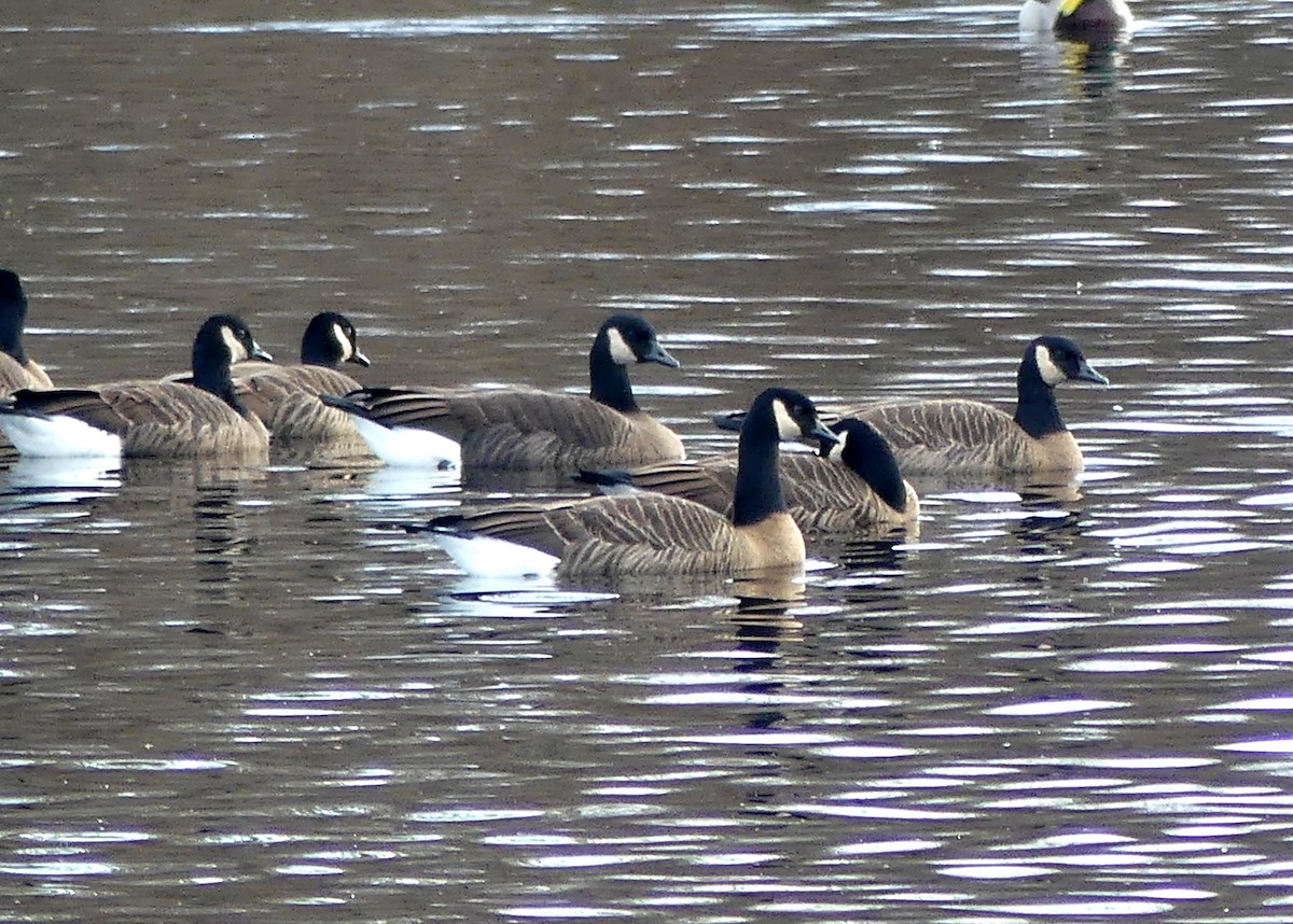 Canada Goose (occidentalis/fulva) - ML646716584