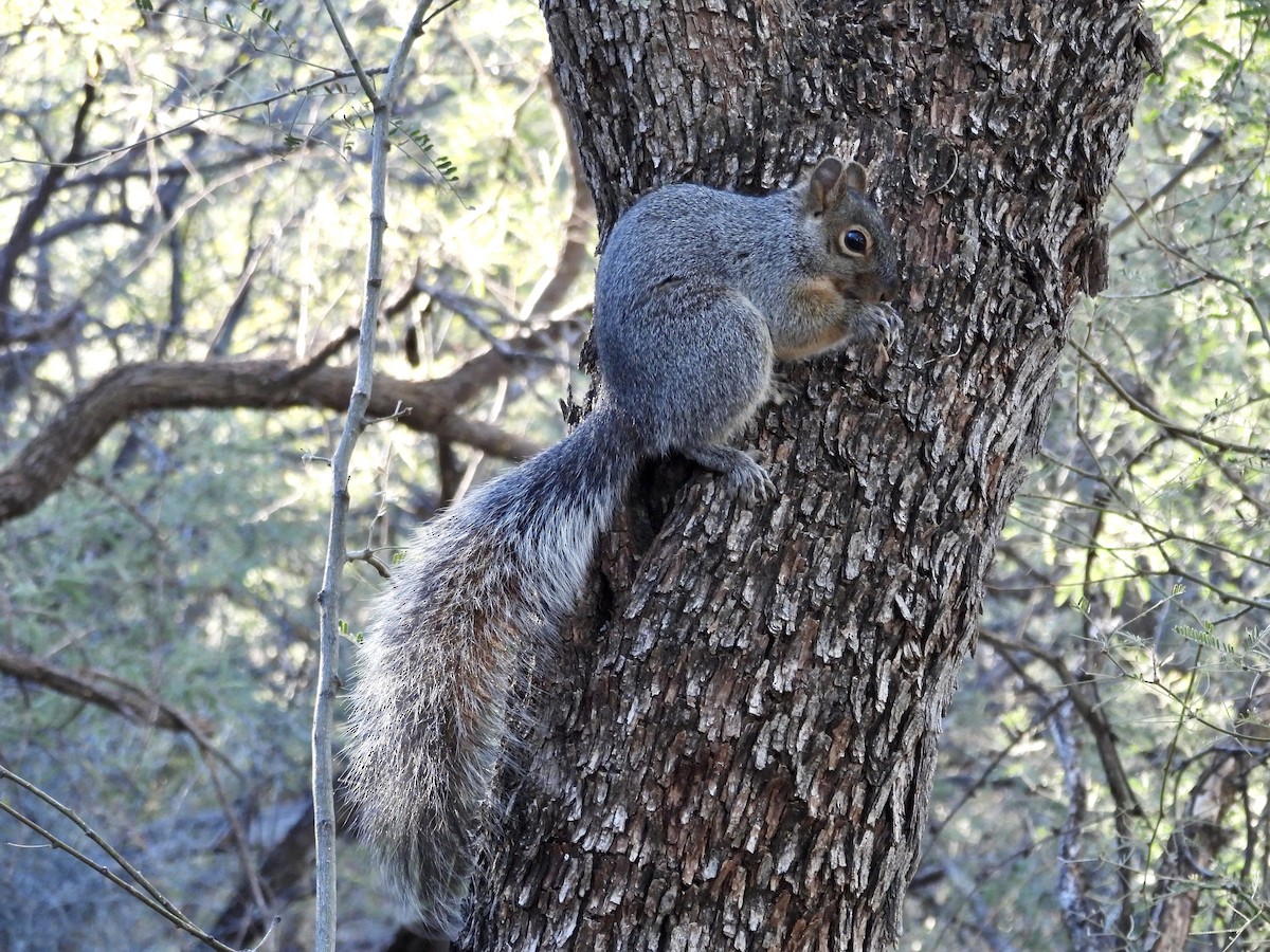 Arizona Rock Squirrel - ML646716585