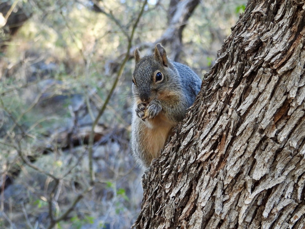 Arizona Rock Squirrel - ML646716586