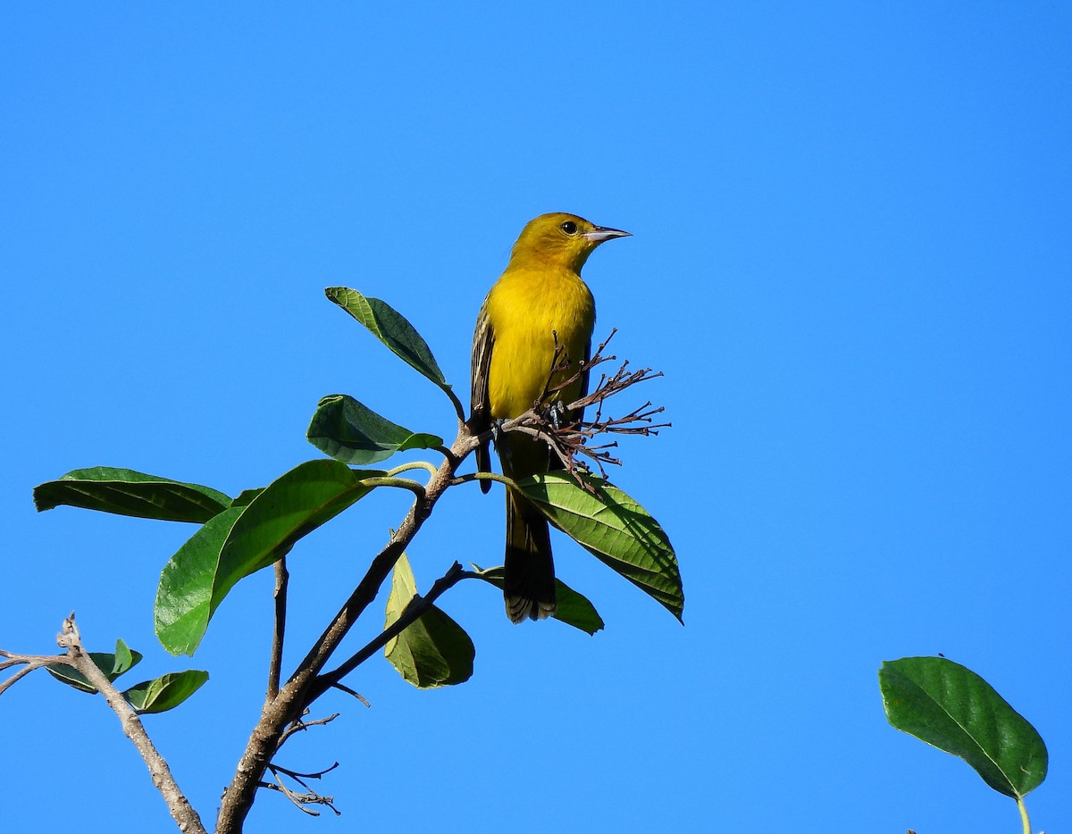 Hooded Oriole - ML646716587