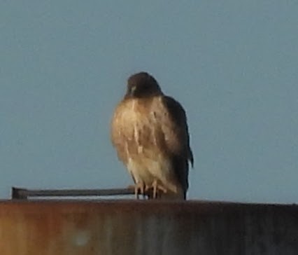 Buse à queue rousse - ML646716589