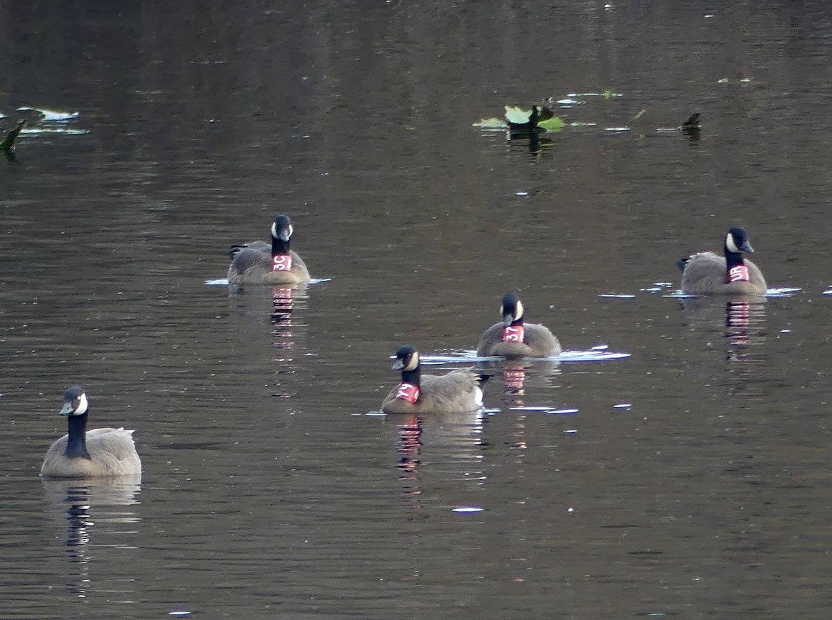 Canada Goose (occidentalis/fulva) - ML646716591