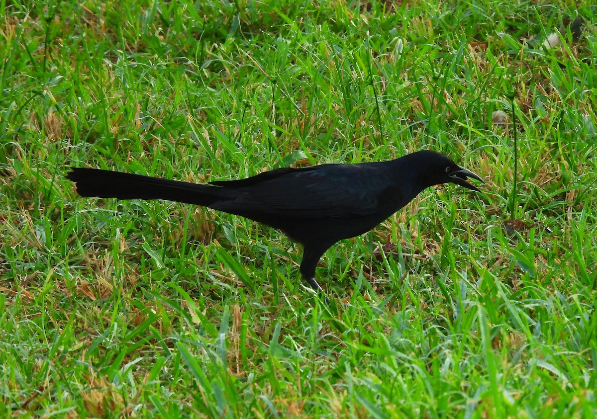 Great-tailed Grackle - ML646716592