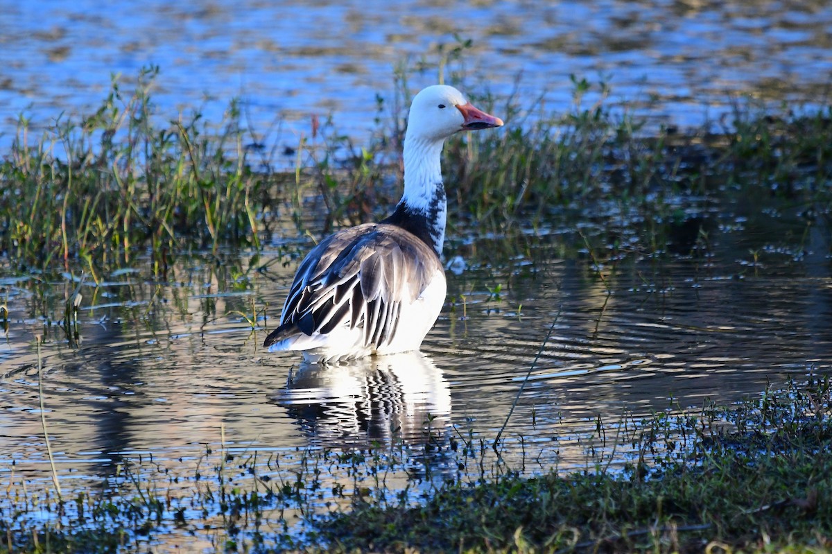 Kar Kazı - ML646716594