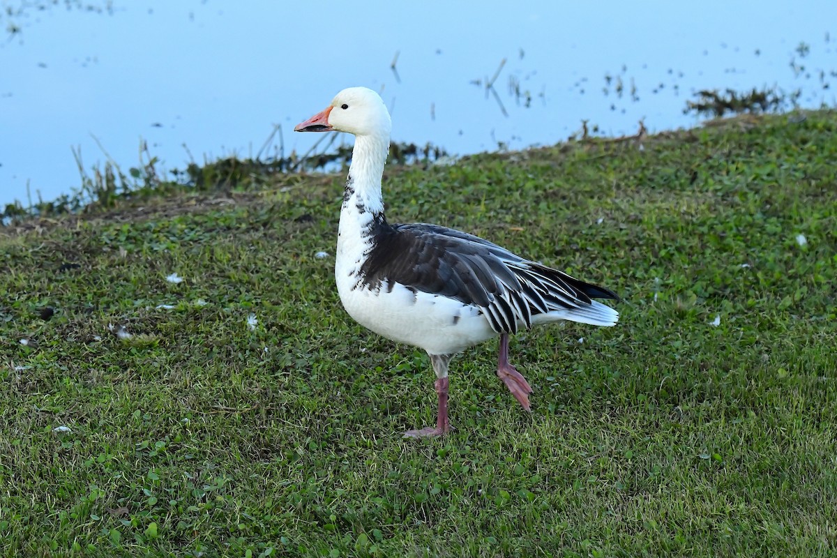 Kar Kazı - ML646716595