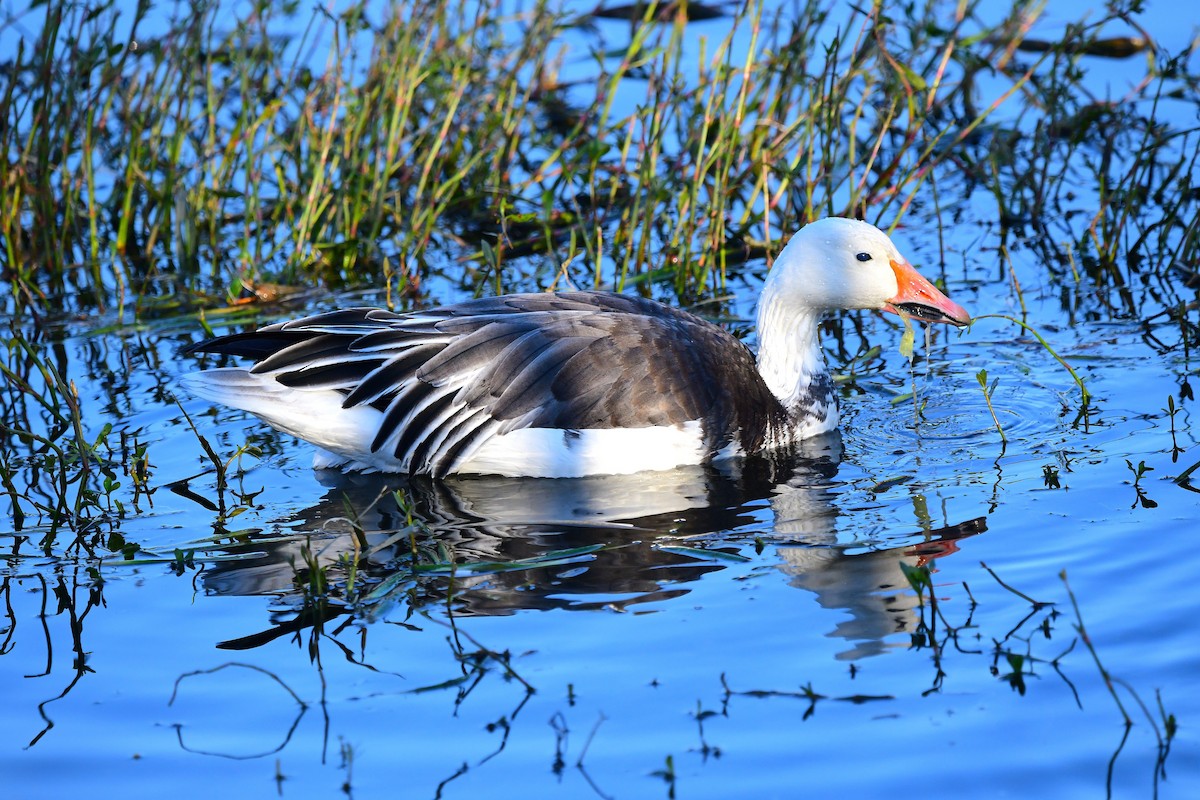 Kar Kazı - ML646716596