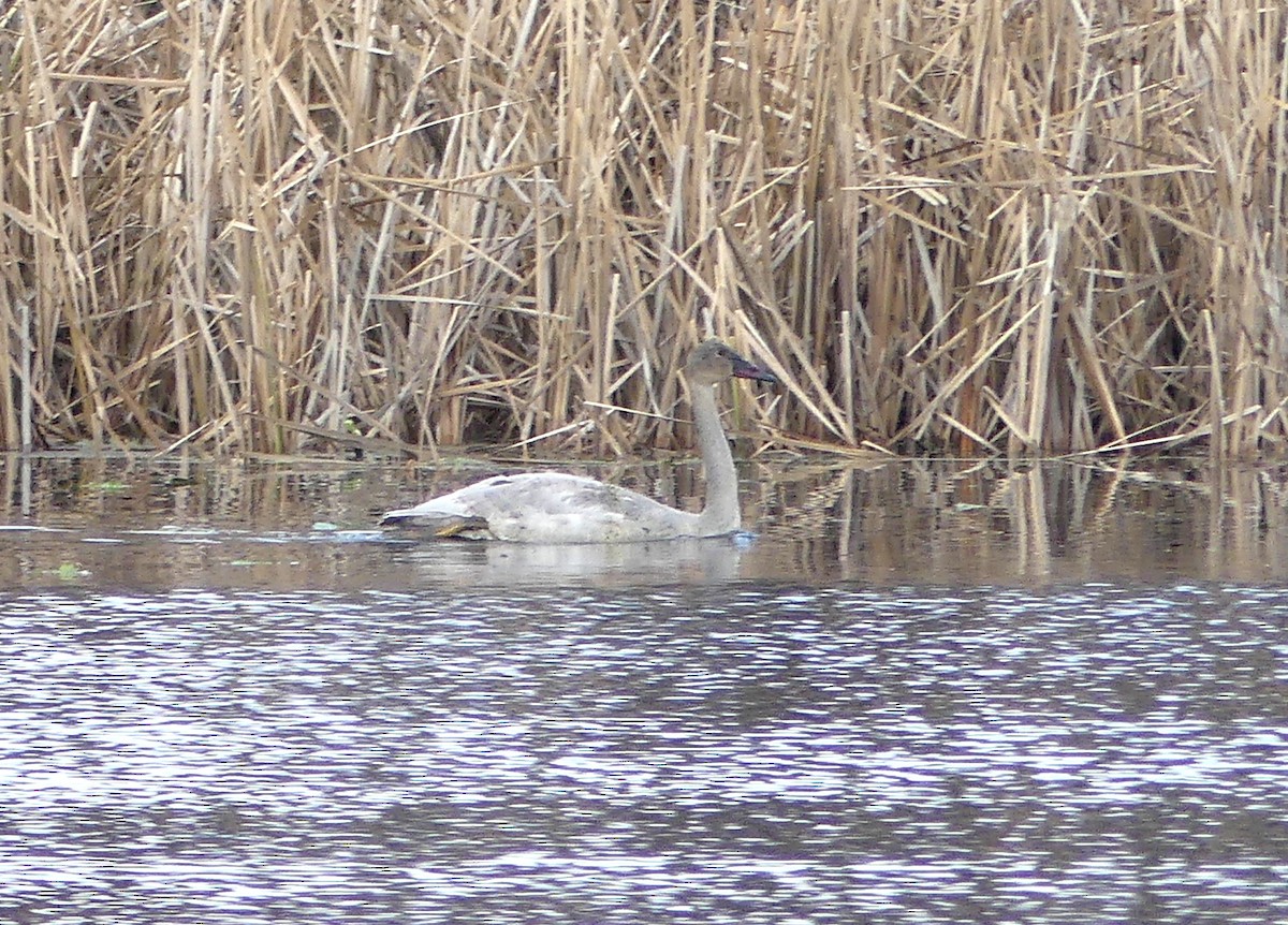 Trumpeter Swan - ML646716597