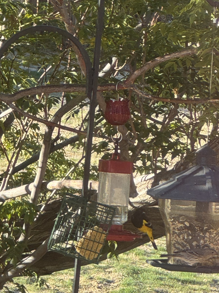 Scott's Oriole - ML646716598