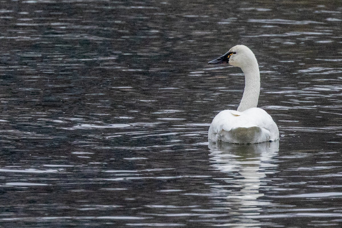 Американский лебедь - ML646716599