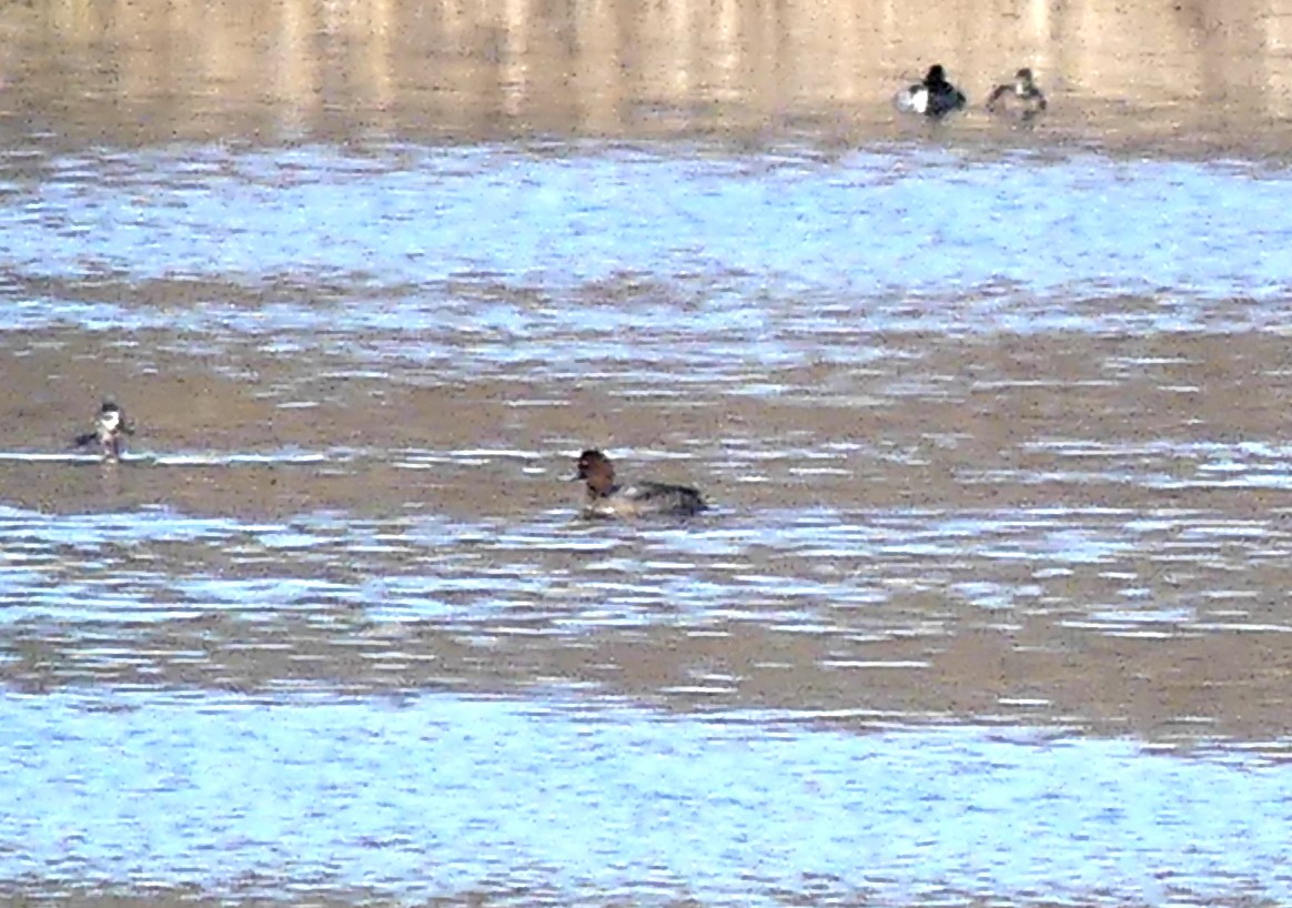 アメリカホシハジロ - ML646716600