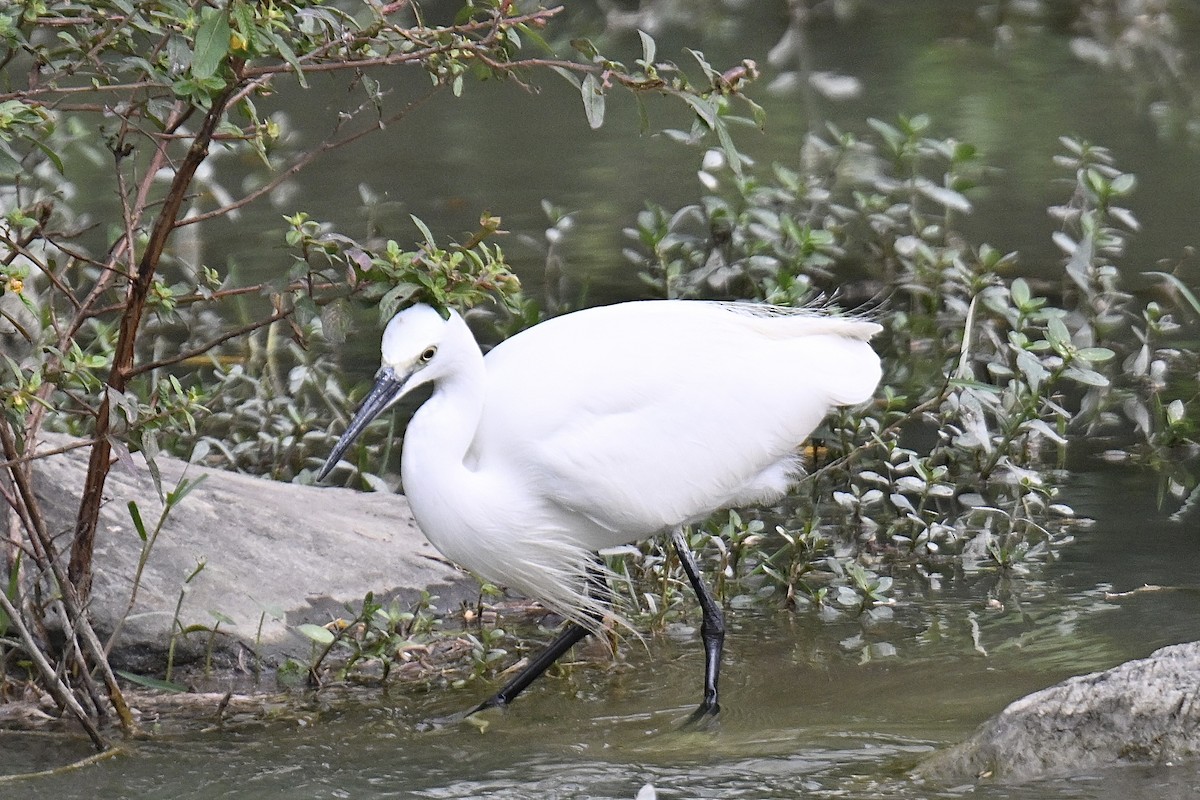 volavka stříbřitá - ML646716601