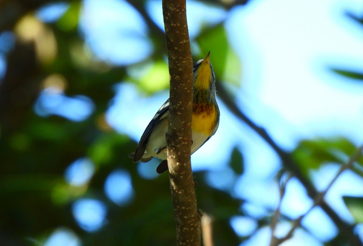 Northern Parula - ML646716602