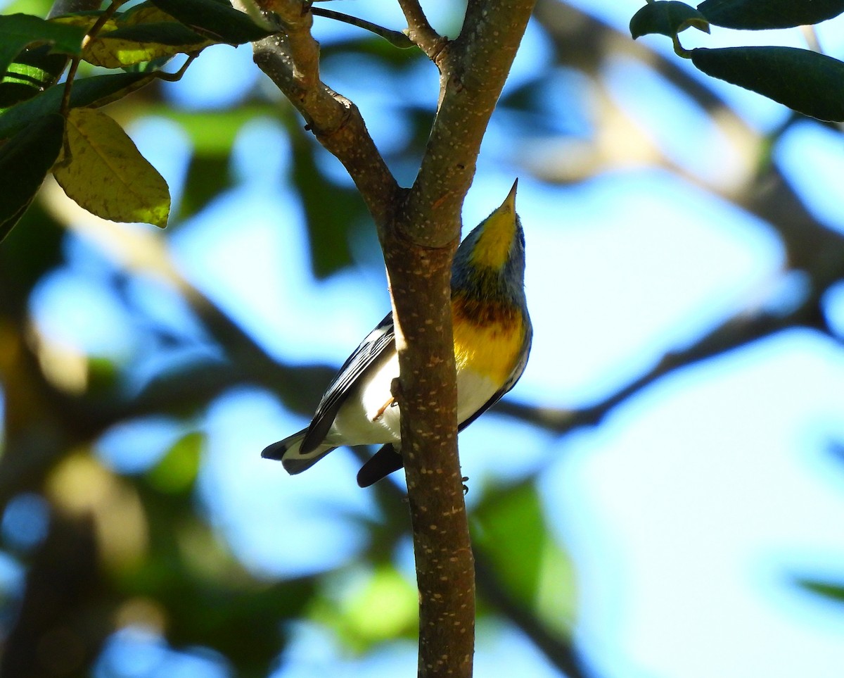 Northern Parula - ML646716603