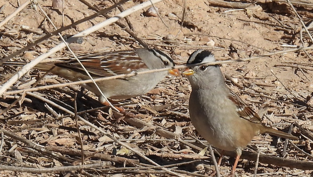 Bruant à couronne blanche - ML646716604
