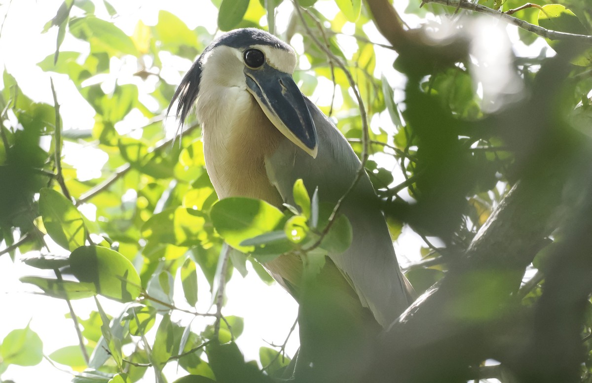 Boat-billed Heron - ML646716605