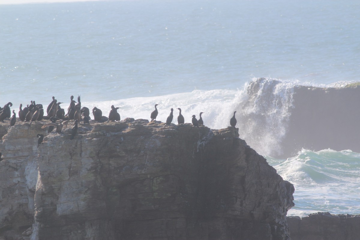 Cormoran de Brandt - ML646716607