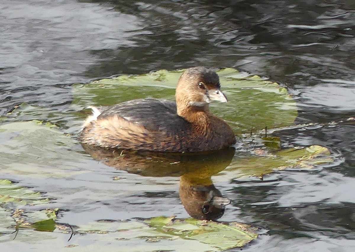Pied-billed Grebe - ML646716609