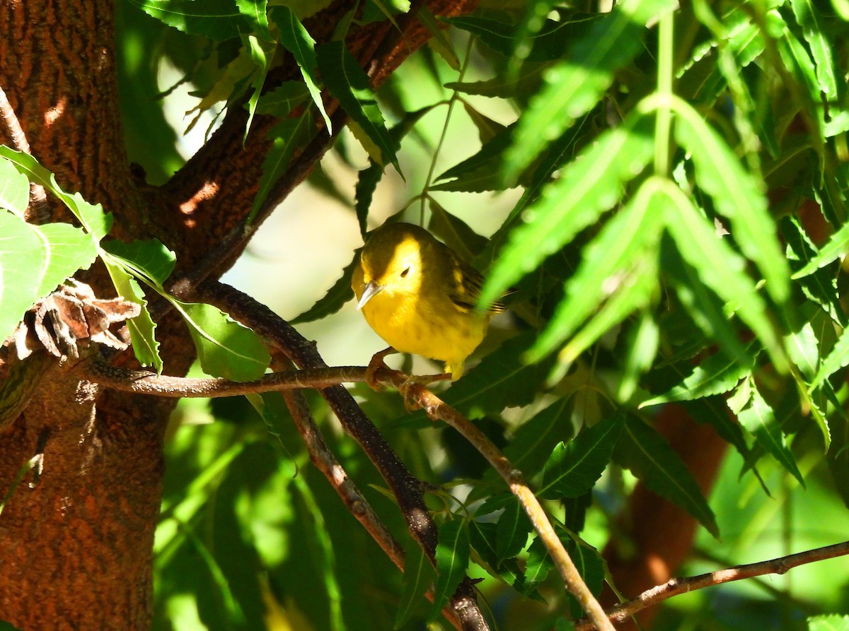 Northern Yellow Warbler - ML646716610