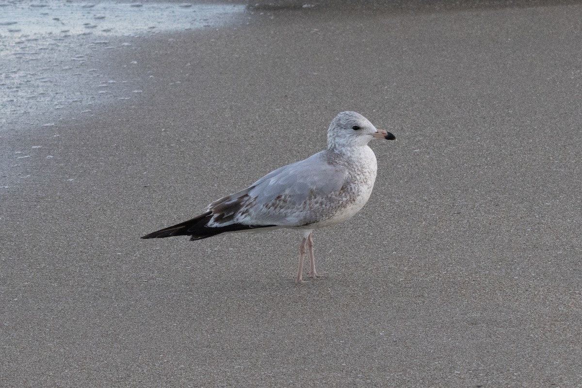 Мартин делаверський - ML646716611