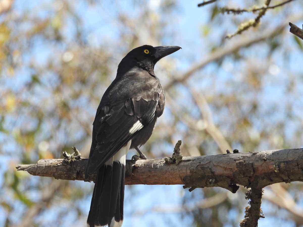 Verdugo Pío - ML646716612