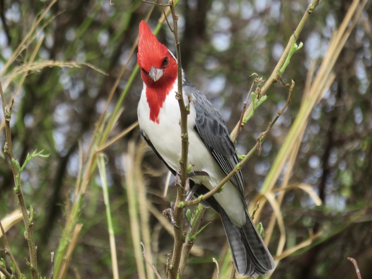 Пароарія чубата - ML646716613