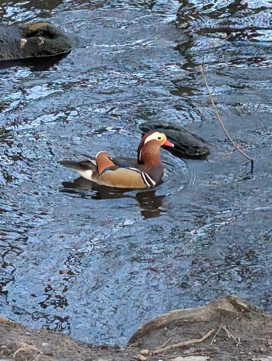 Mandarin Duck - ML646716614