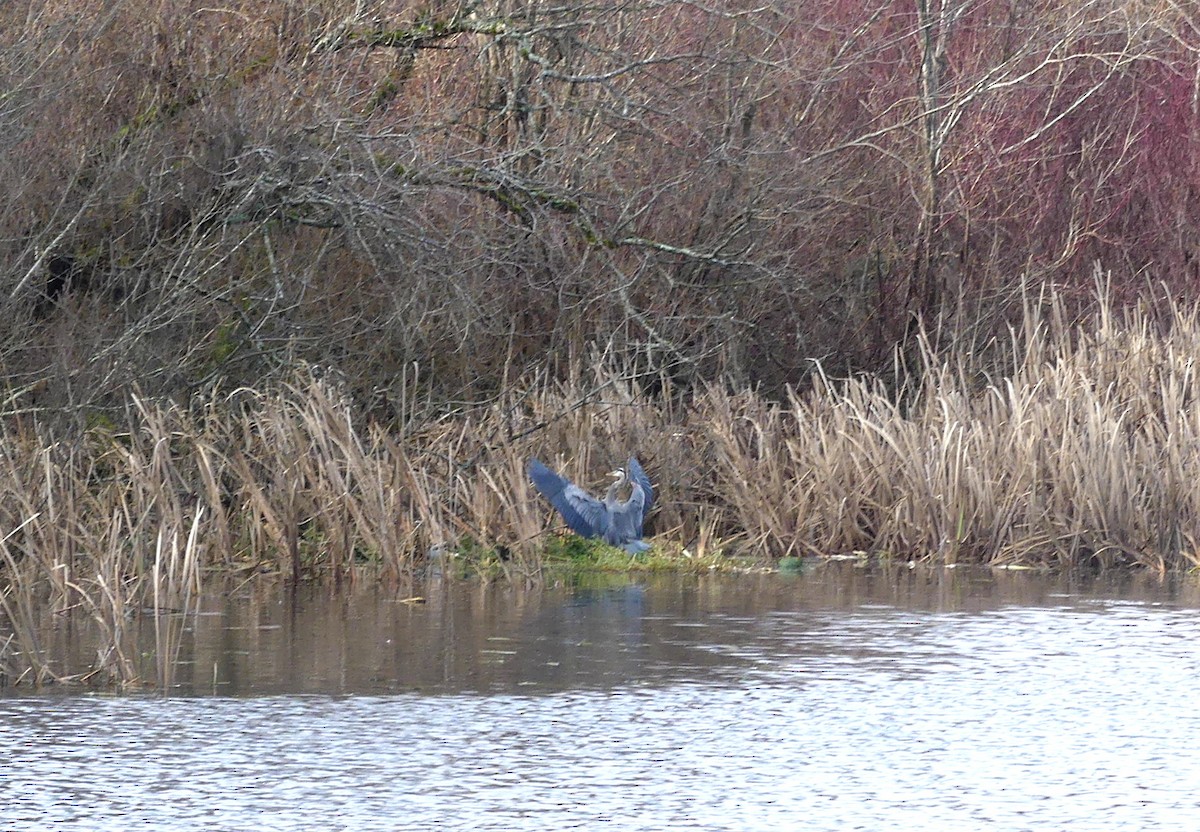 Great Blue Heron - ML646716615