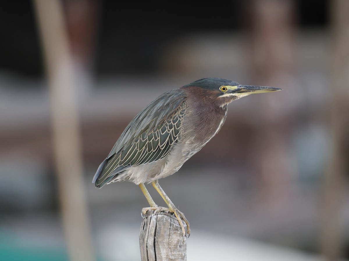 Green Heron - ML646716616
