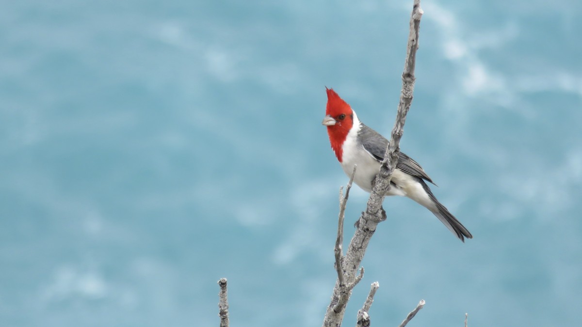 Пароарія чубата - ML646716617