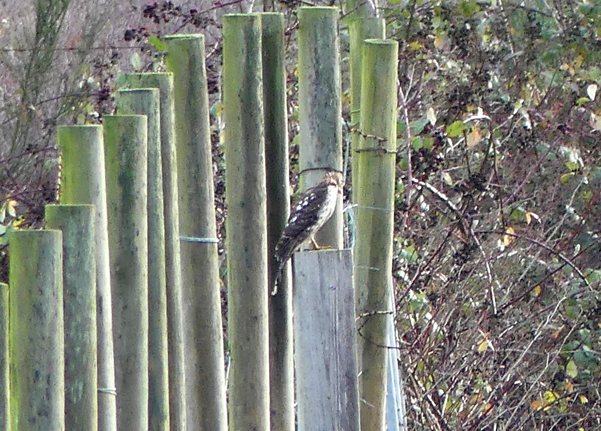 Cooper's Hawk - ML646716621