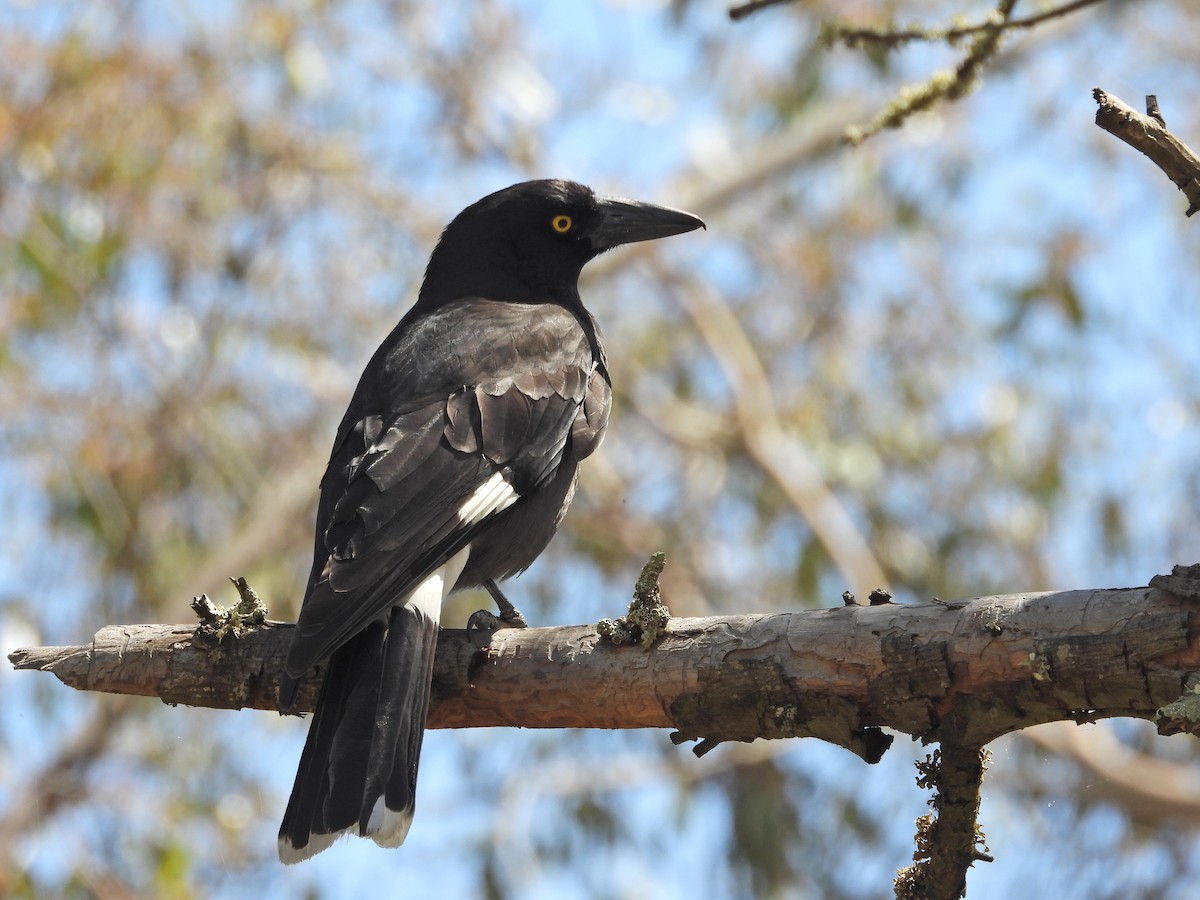 Verdugo Pío - ML646716622