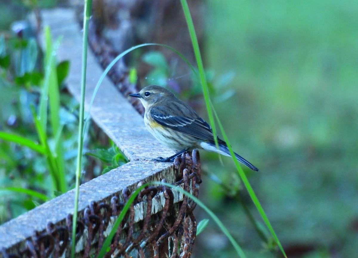 Yellow-rumped Warbler - ML646716625