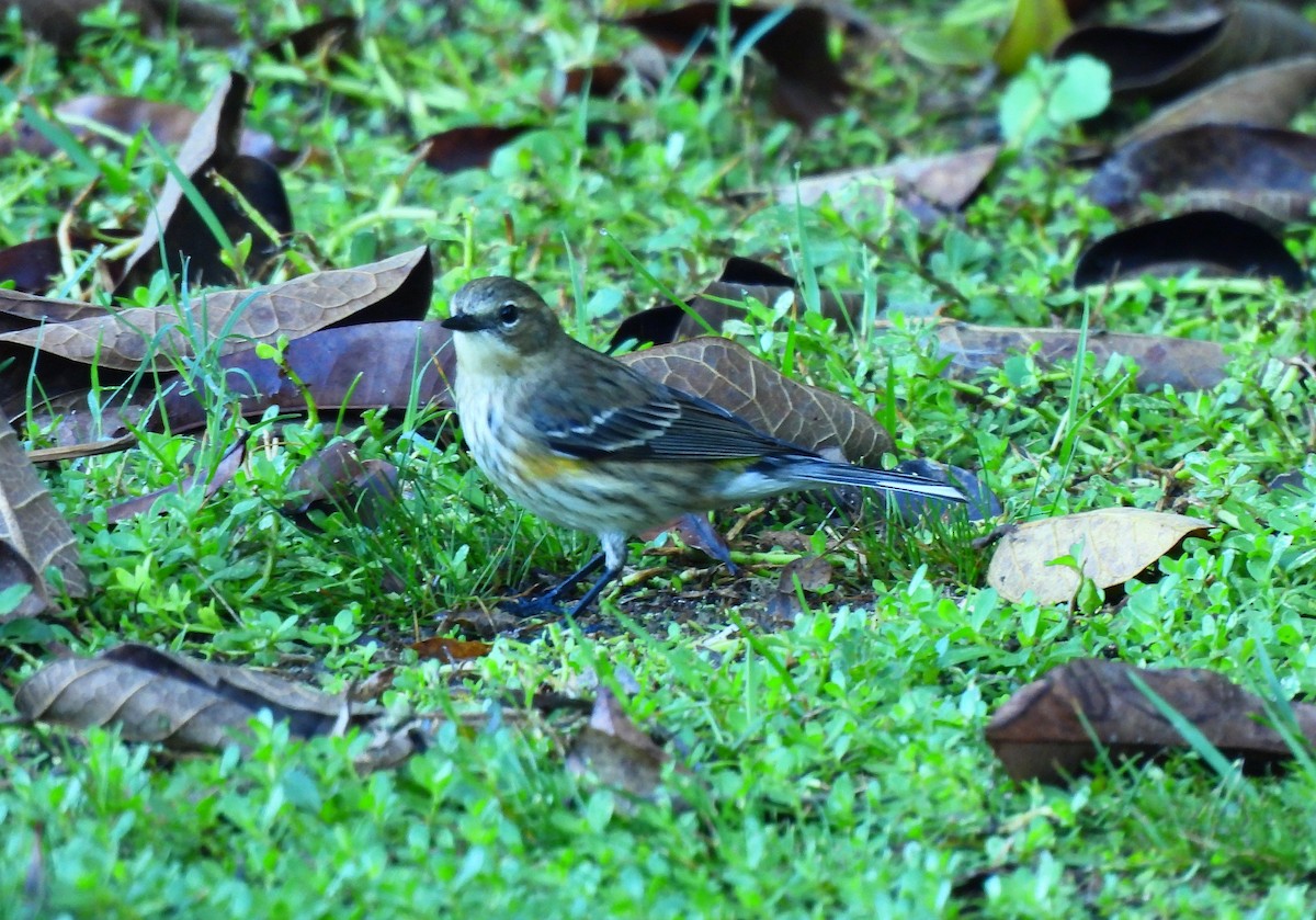 Yellow-rumped Warbler - ML646716626