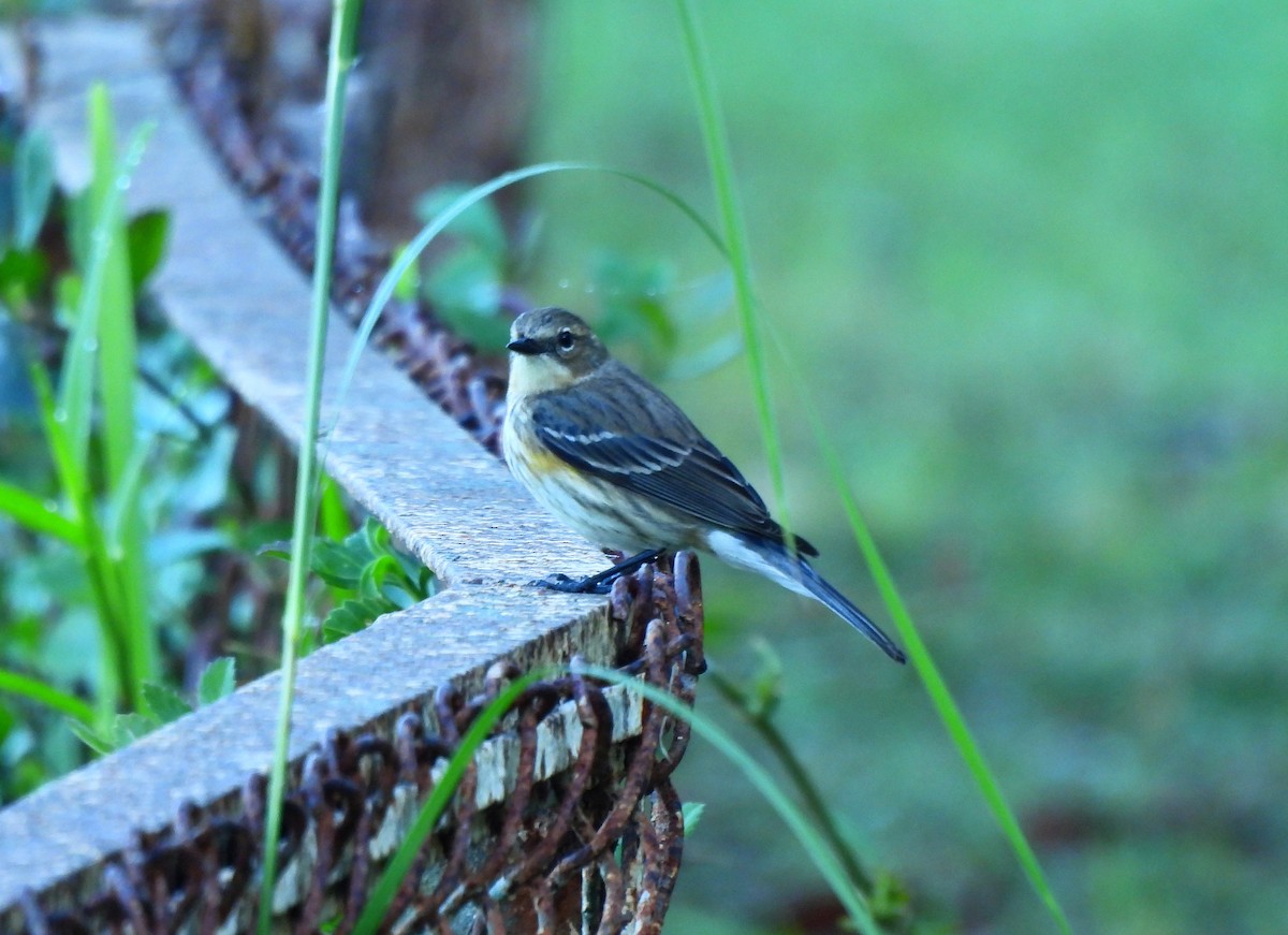 Yellow-rumped Warbler - ML646716627