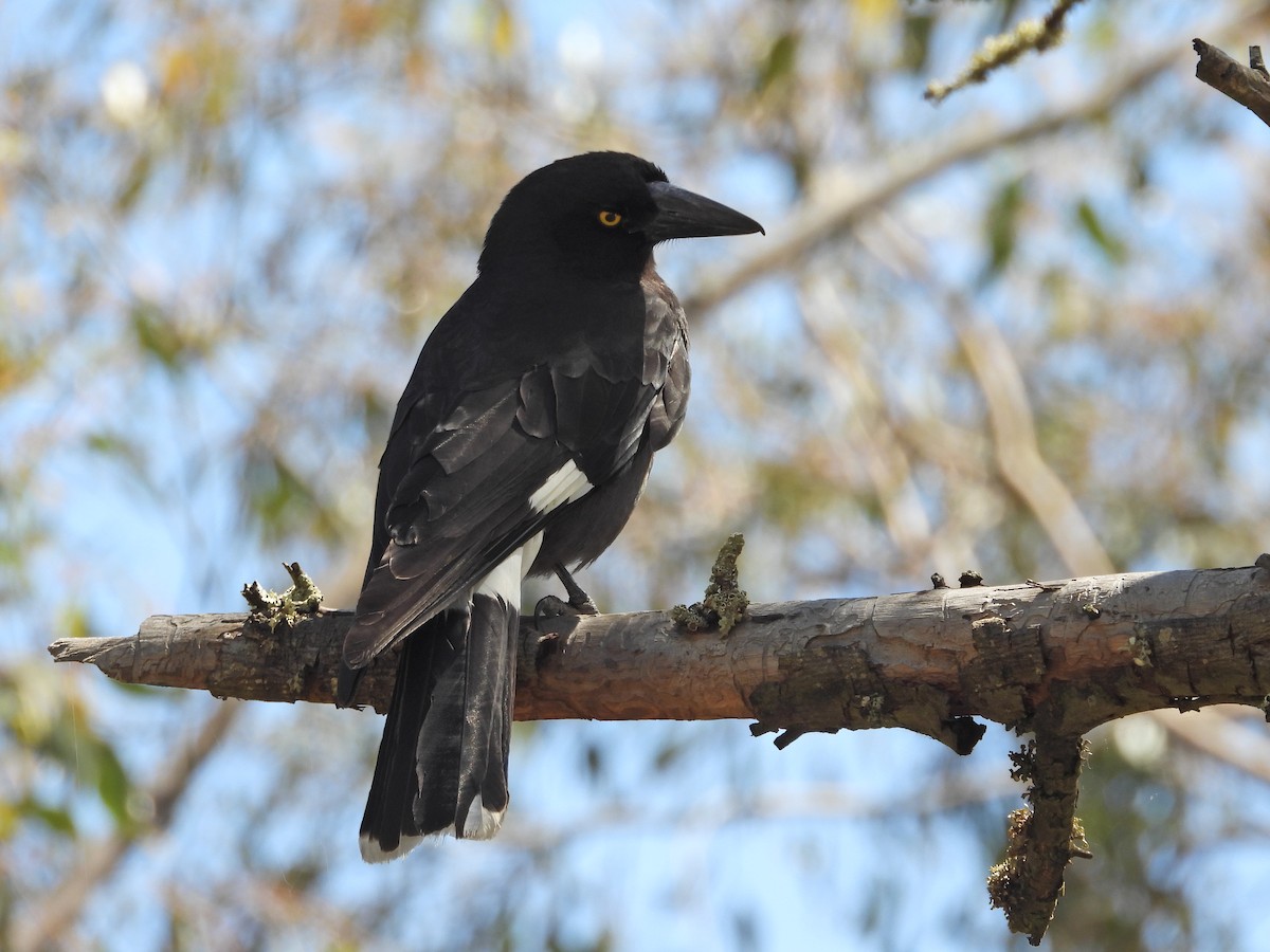 Verdugo Pío - ML646716629