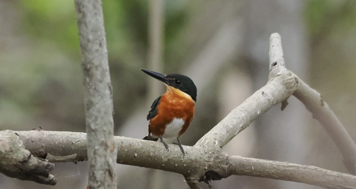 American Pygmy Kingfisher - ML646716631