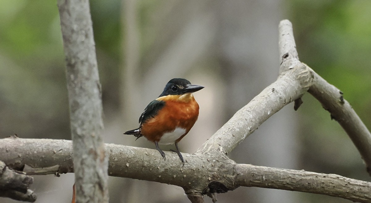 American Pygmy Kingfisher - ML646716632